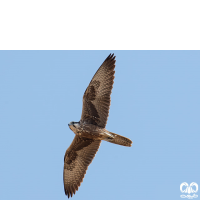 گونه شاهین بلوچی Laggar Falcon